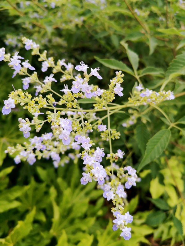 黄荆开花吗