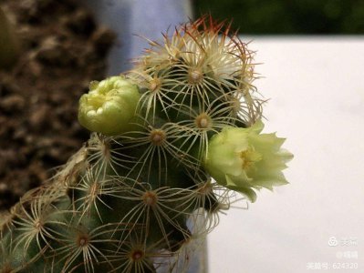 金手指开花吗 金手指能够开出花吗？