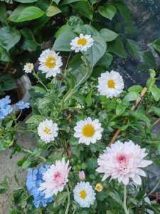 洋甘菊什么时候开花 洋甘菊何时绽放？