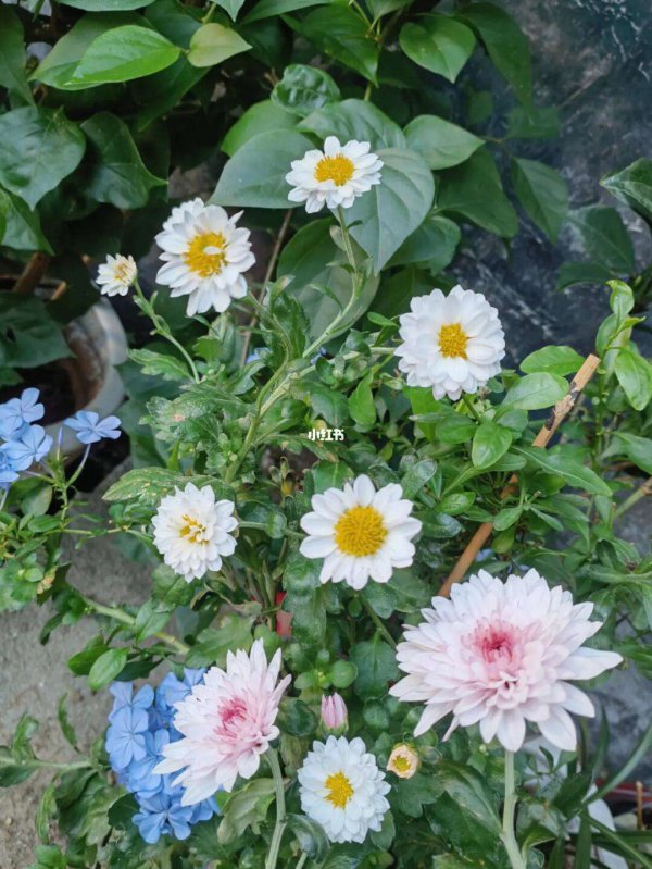 洋甘菊什么时候开花