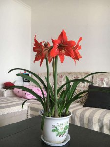 对红什么时候开花 红花什么时候盛开？
