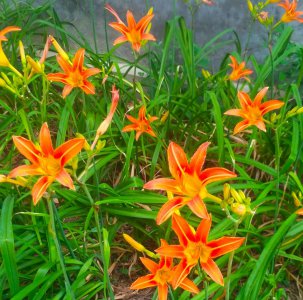 萱草什么时候开花 萱草何时开花＂ -> ＂萱草开花时间