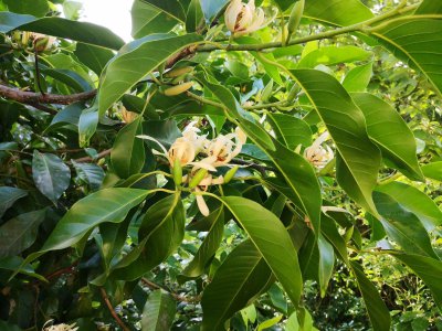 黄桷兰什么时候开花 黄栀子花开的时间是什么时候？
