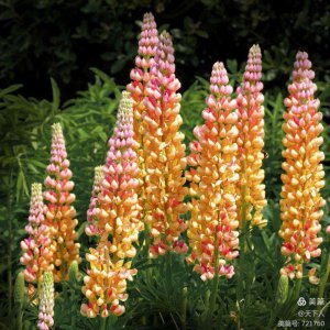 鲁冰花什么时候开花 鲁冰花何时开放？
