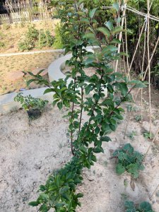 车厘子什么时候开花 车厘子何时开花？
车厘子何时盛开？