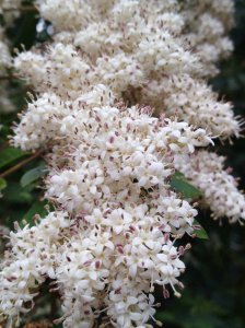 冬青什么时候开花 冬青何时开花？