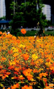 硫华菊什么时候开花 硫华菊何时会绽放花朵？