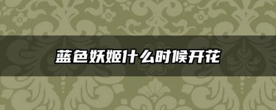 蓝色妖姬什么时候开花 蓝色妖姬何时绽放花朵？