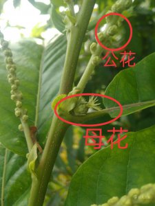 板栗树什么时候开花 栗树何时开花？
板栗树何时会开花？