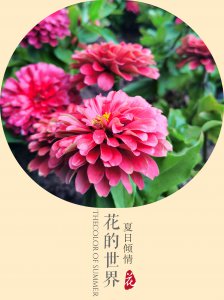 百日草什么时候开花 百日草何时开花 

百日草开花时间