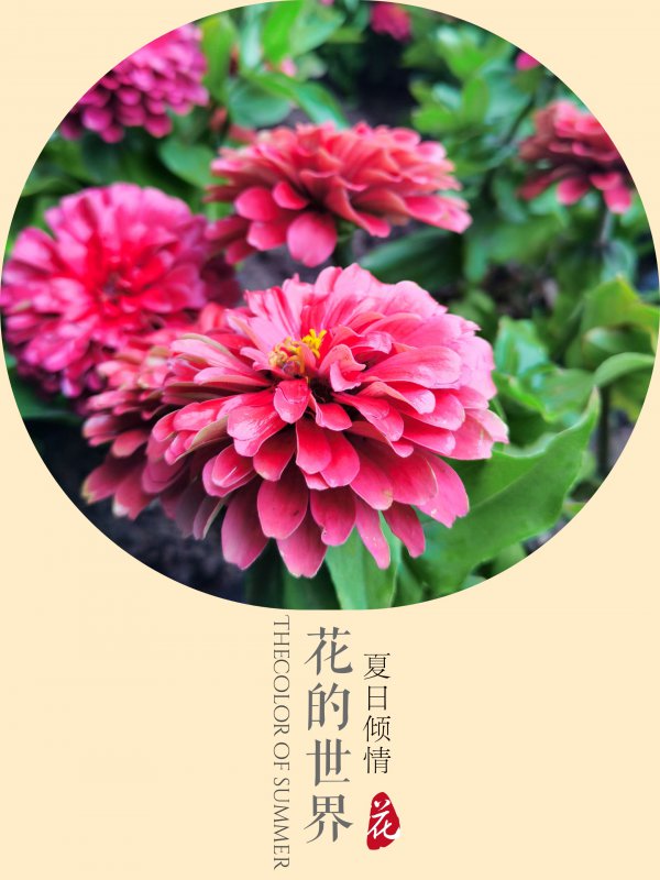 百日草什么时候开花