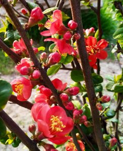 贴梗海棠什么时候开花 贴梗海棠何时开花？