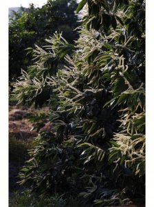 板栗什么时候开花 板栗树何时开花？