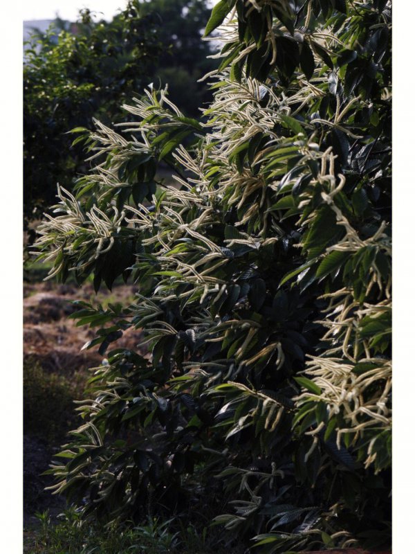 板栗什么时候开花