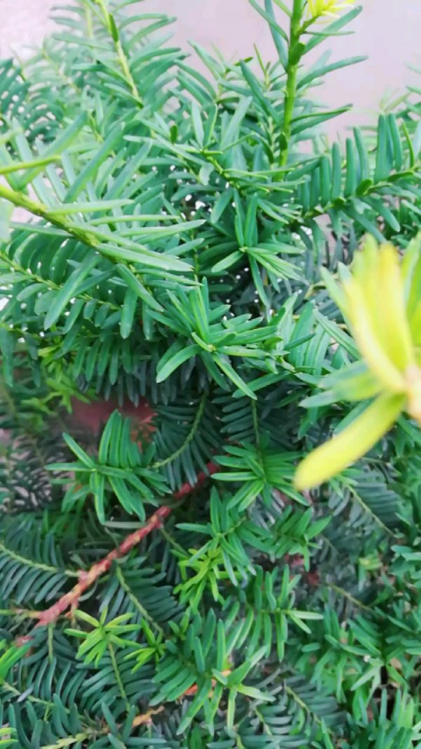 红豆杉什么时候开花