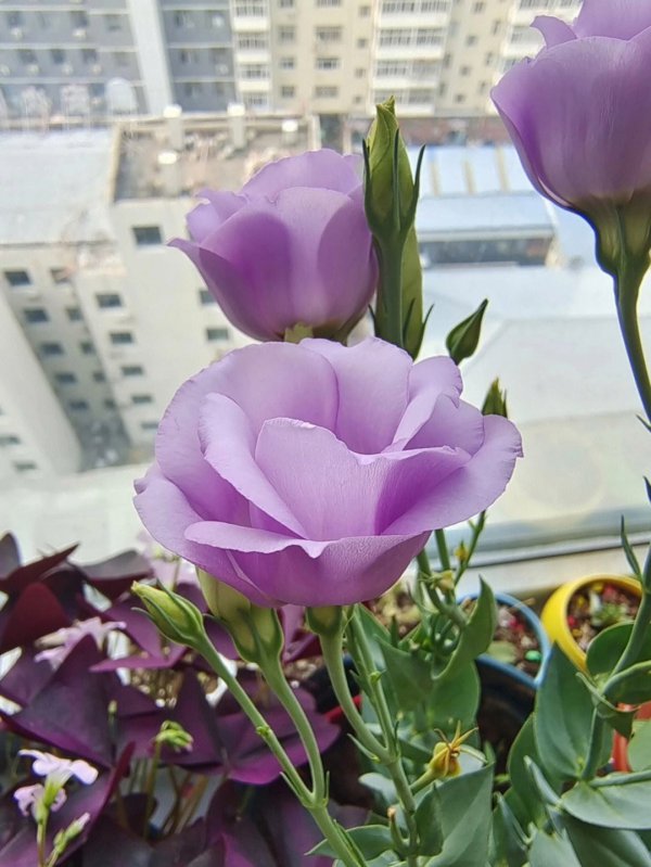 洋桔梗什么时候开花