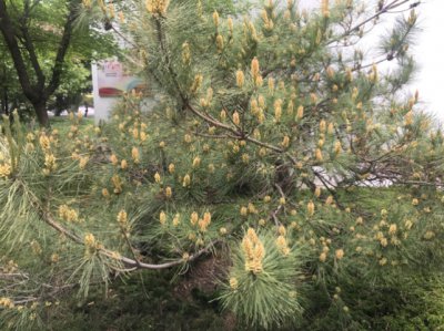 松树什么时候开花 松树开花时间是什么时候？