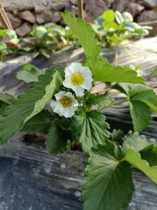 草莓开花吗 草莓会开花吗？
草莓植物是否会开花？