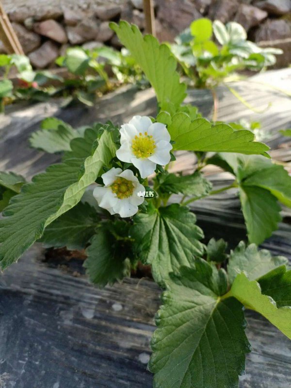 草莓开花吗