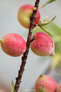 桃子什么时候开花 桃树何时会盛开花朵？