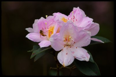 毛杜鹃什么时候开花 毛杜鹃花开时间是什么时候？