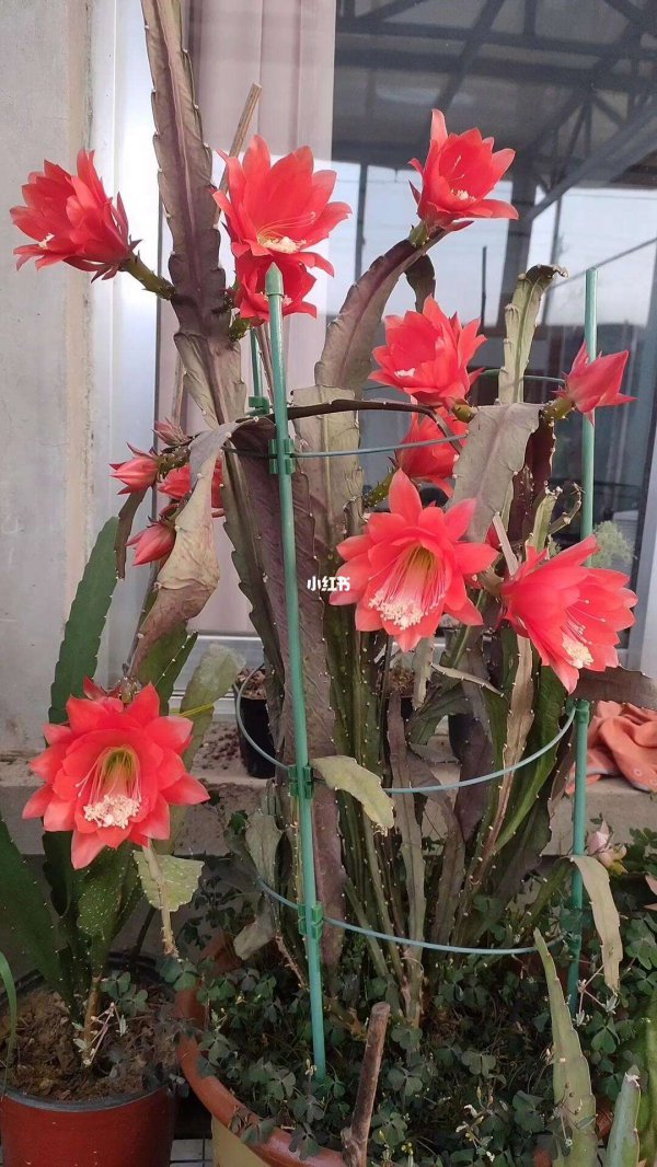 荷花令箭什么时候开花