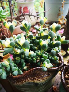 鹿角海棠开花吗 鹿角海棠是否盛开？
