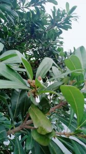 杨梅树开花吗 杨梅树会开花吗？