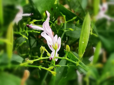 穿心莲开花吗 穿心莲会开花吗？