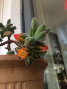 锦晃星开花吗 锦晃星会绽放吗？