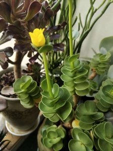 金钱木开花吗 金钱开花吗？