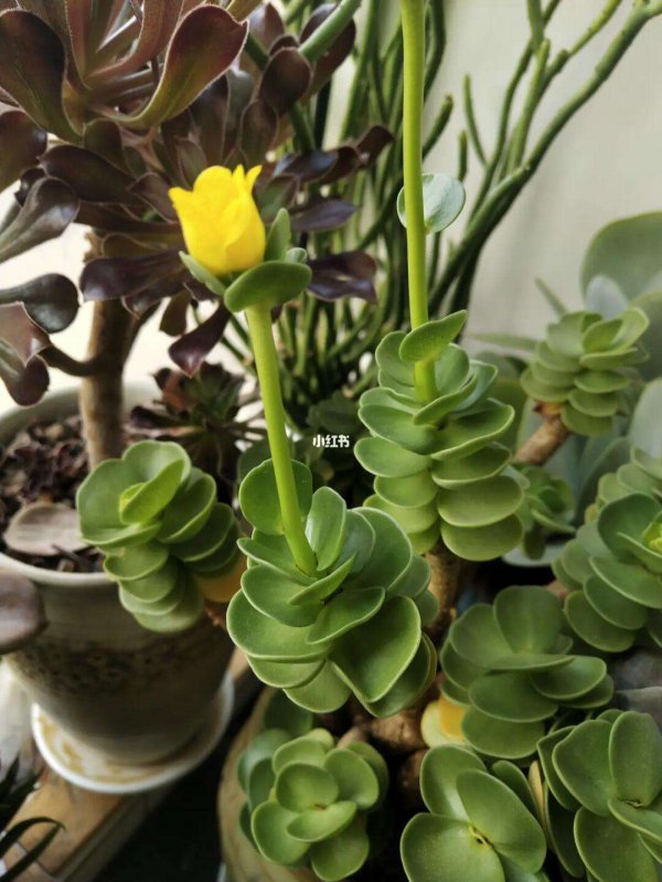金钱木开花吗