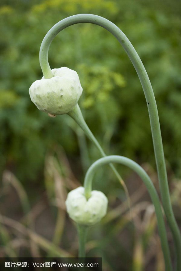 大蒜开花吗