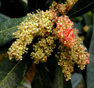 杨梅开花吗 杨梅是否会开花？
