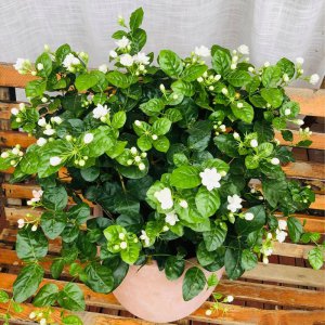 双色茉莉什么时候开花 双色茉莉何时开花？