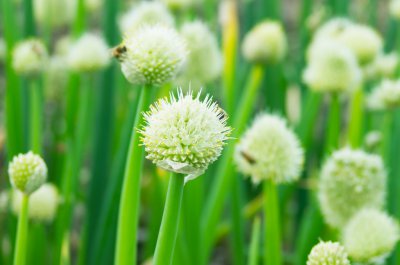 洋葱开花吗 洋葱会开花吗？
洋葱是否会绽放花朵？