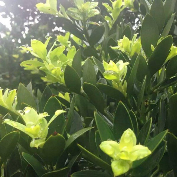 竹柏开花吗