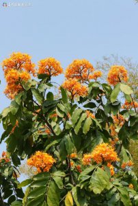 印度榕开花吗 印度榕是否开花？

印度榕会开花吗？