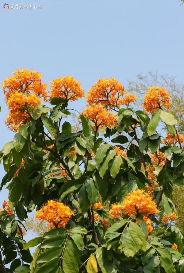 印度榕开花吗