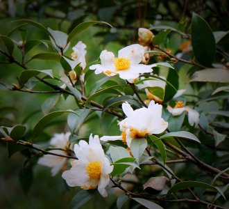 茶树开花吗 茶叶树会开花吗？