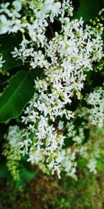 冬青树开花吗 冬青树会开花吗？
