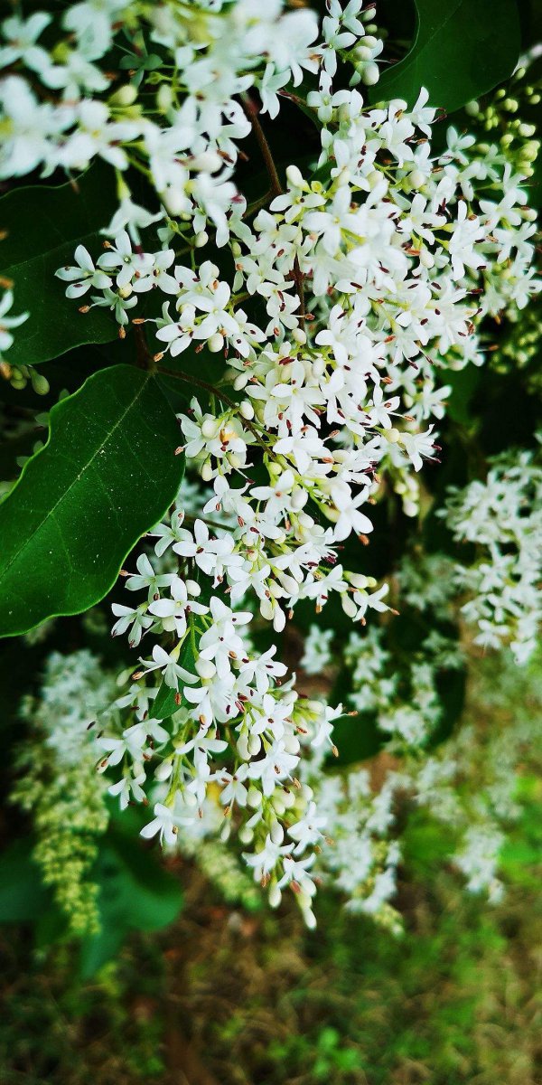 冬青树开花吗