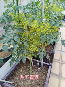 番茄开花时间 番茄什么时候开花花语是什么？