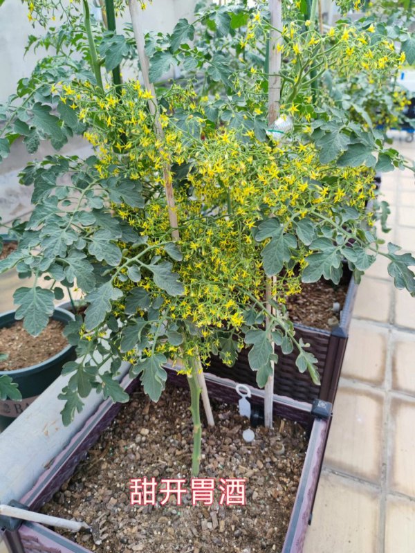 番茄什么时候开花