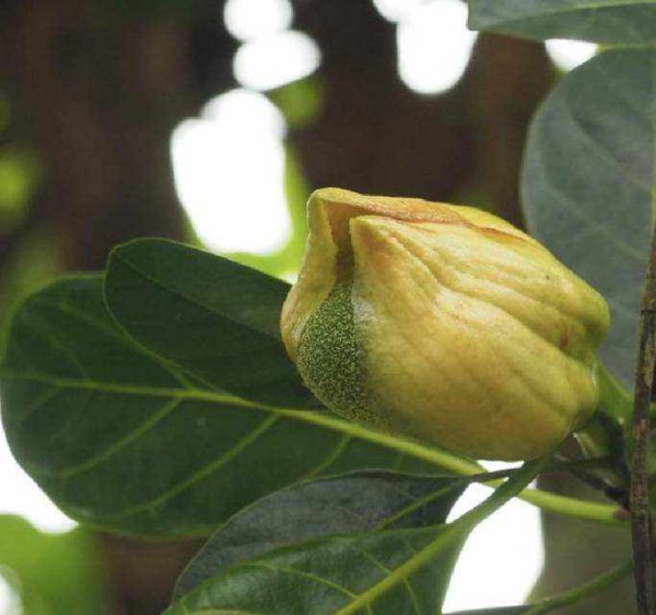 菠萝蜜开花吗