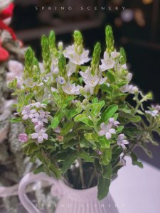雀梅开花吗 雀梅也会开花吗？