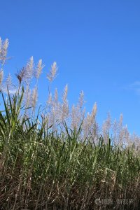甘蔗开花吗 甘蔗是否会开花？