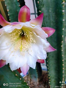仙人柱开花吗 仙人掌会开花吗？