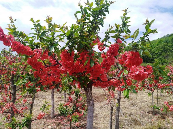 富贵树开花吗