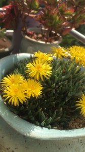 照波什么时候开花 波斯菊何时开花